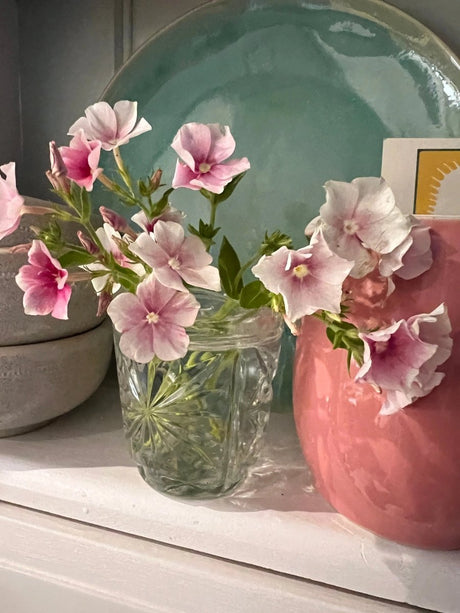 Phlox Blushing Bride Seeds - Dandys Landscape Supplies