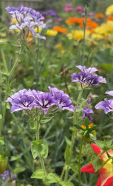 Phlox Sugar Stars - Dandys Landscape Supplies