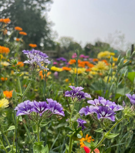 Phlox Sugar Stars - Dandys Landscape Supplies
