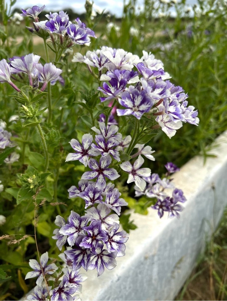 Phlox Sugar Stars - Dandys Landscape Supplies