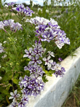 Phlox Sugar Stars - Dandys Landscape Supplies