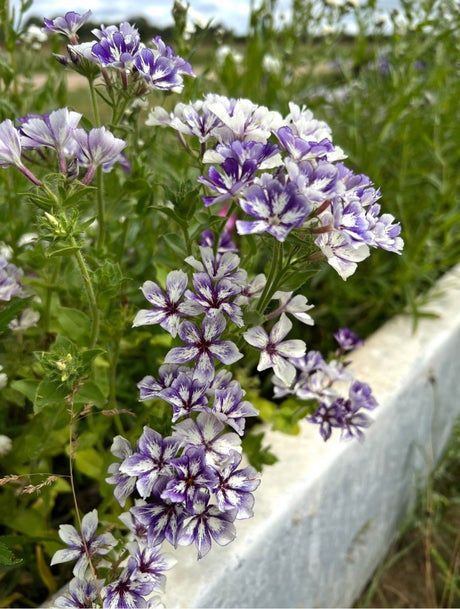 Phlox Sugar Stars - Dandys Landscape Supplies