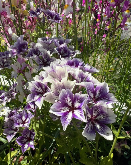 Phlox Sugar Stars - Dandys Landscape Supplies