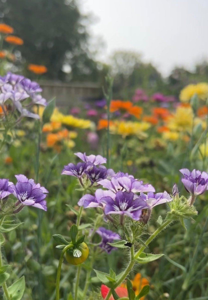 Phlox Sugar Stars - Dandys Landscape Supplies