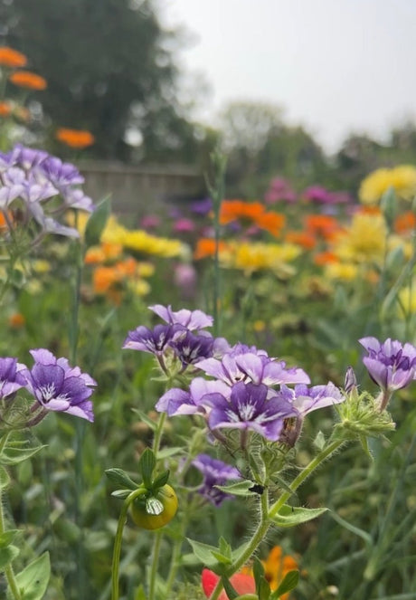 Phlox Sugar Stars - Dandys Landscape Supplies