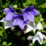 Platycodon Balloon Flower Mixed - Dandys Landscape Supplies