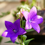 Platycodon Balloon Flower Mixed Seeds - Dandys Landscape Supplies