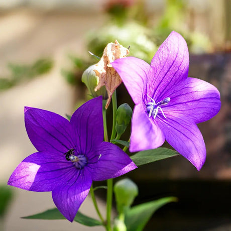 Platycodon Balloon Flower Mixed Seeds - Dandys Landscape Supplies