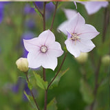 Platycodon Balloon Flower Mixed Seeds - Dandys Landscape Supplies