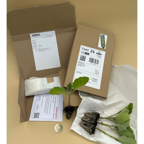 Pointed Cabbage Plug Plants "Grow Your Own" Vegetables 'Ready to Plant Now' Young Vegetable Plants **Letterbox Friendly** - Dandys Landscape Supplies