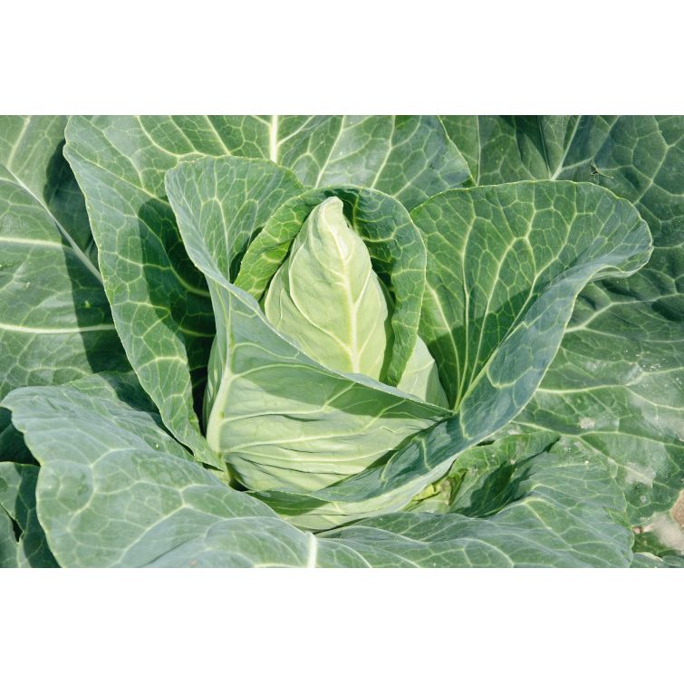 Pointed Cabbage Plug Plants 