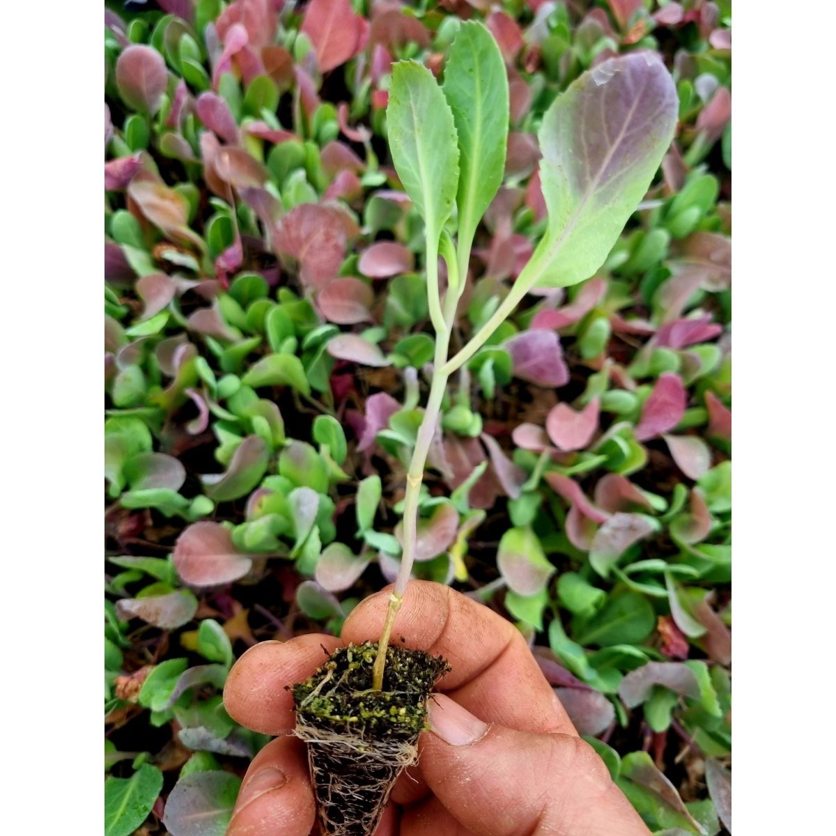 Pointed Cabbage Plug Plants "Grow Your Own" Vegetables 'Ready to Plant Now' Young Vegetable Plants **Letterbox Friendly** - Dandys Landscape Supplies