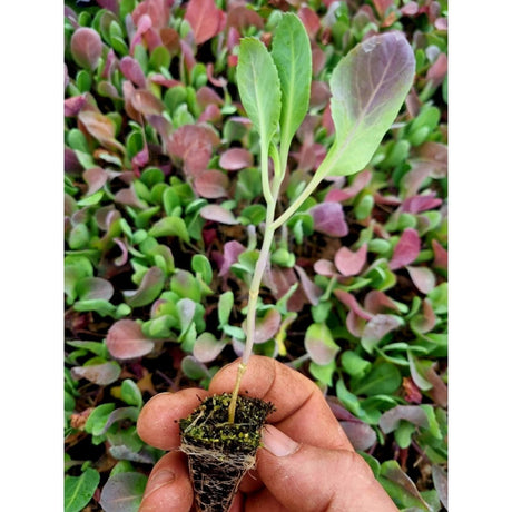 Pointed Cabbage Plug Plants "Grow Your Own" Vegetables 'Ready to Plant Now' Young Vegetable Plants **Letterbox Friendly** - Dandys Landscape Supplies