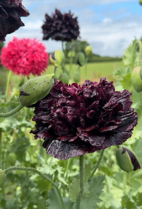 Poppy Black Peony - Dandys Landscape Supplies