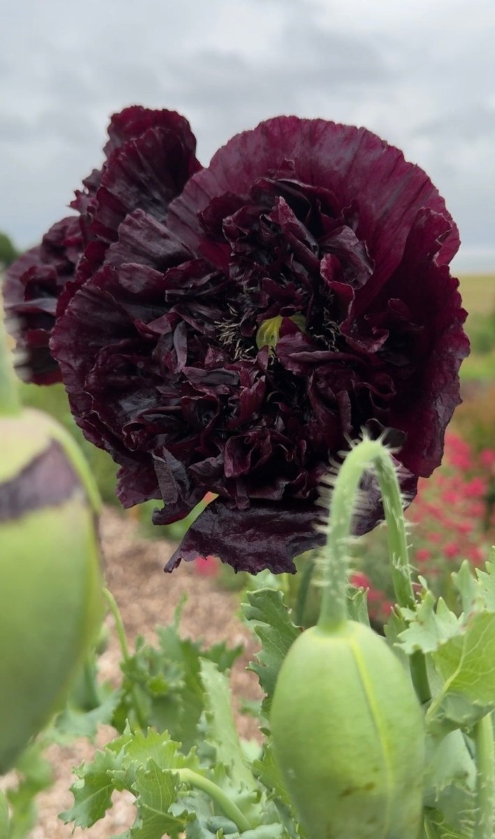 Poppy Black Peony - Dandys Landscape Supplies