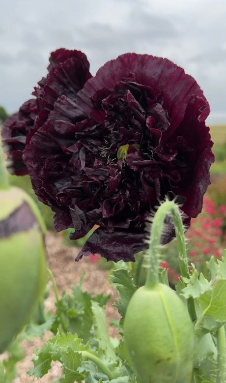 Poppy Black Peony - Dandys Landscape Supplies