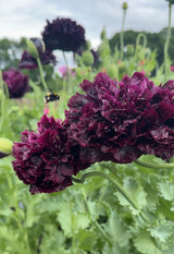 Poppy Black Peony - Dandys Landscape Supplies