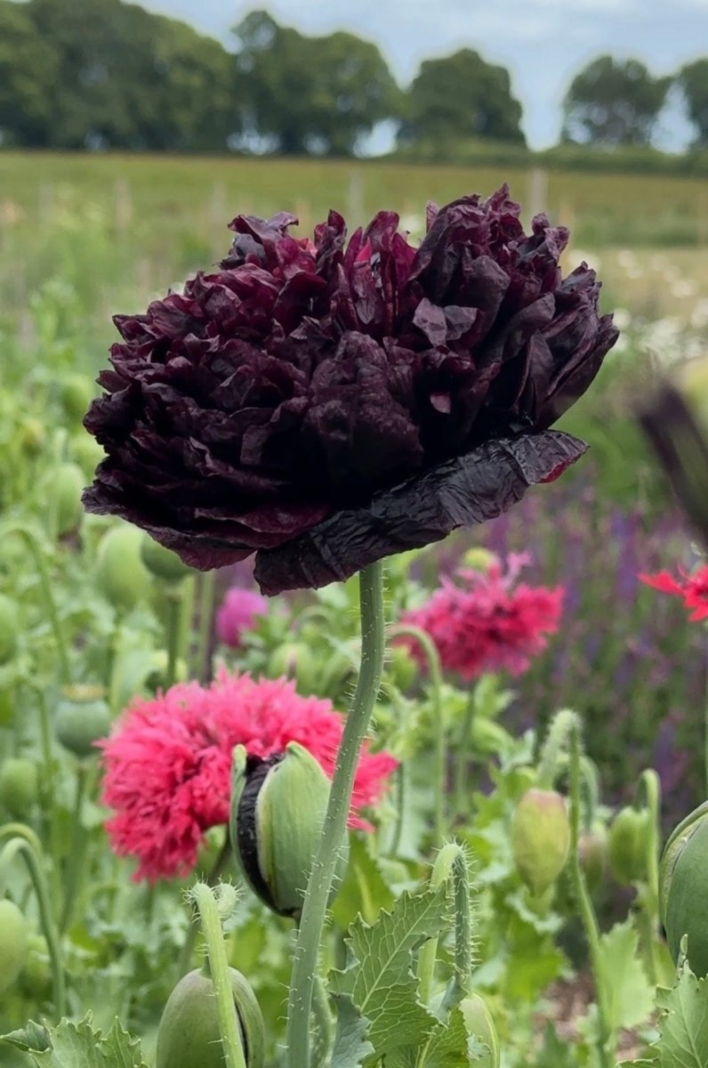 Poppy Black Peony - Dandys Landscape Supplies