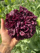 Poppy Black Peony - Dandys Landscape Supplies