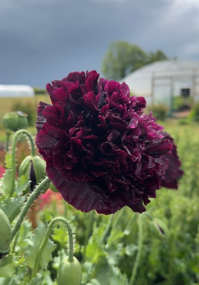 Poppy Black Peony - Dandys Landscape Supplies