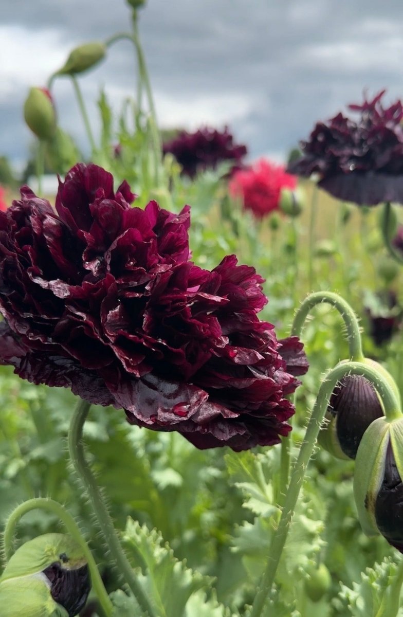 Poppy Black Peony - Dandys Landscape Supplies