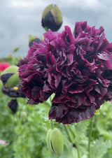 Poppy Black Peony - Dandys Landscape Supplies