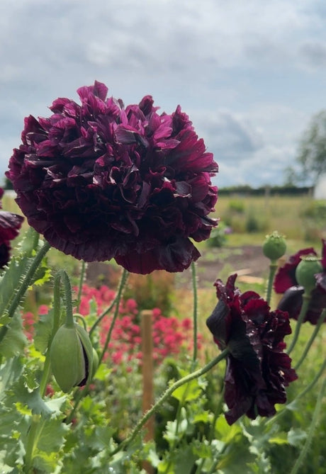 Poppy Black Peony - Dandys Landscape Supplies