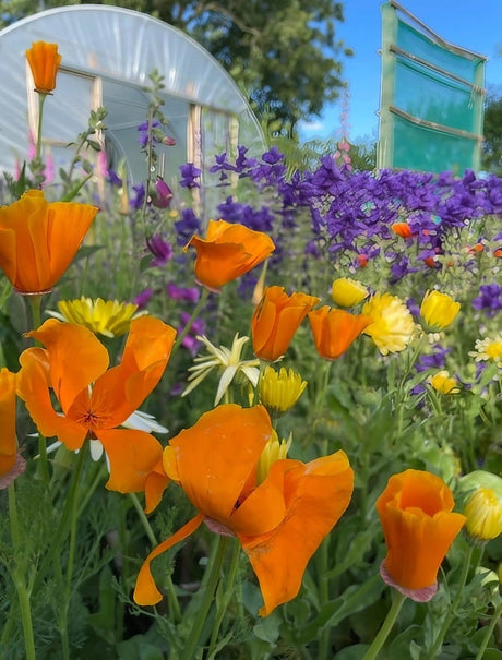 Poppy Californian Golden West Seeds - Dandys Landscape Supplies