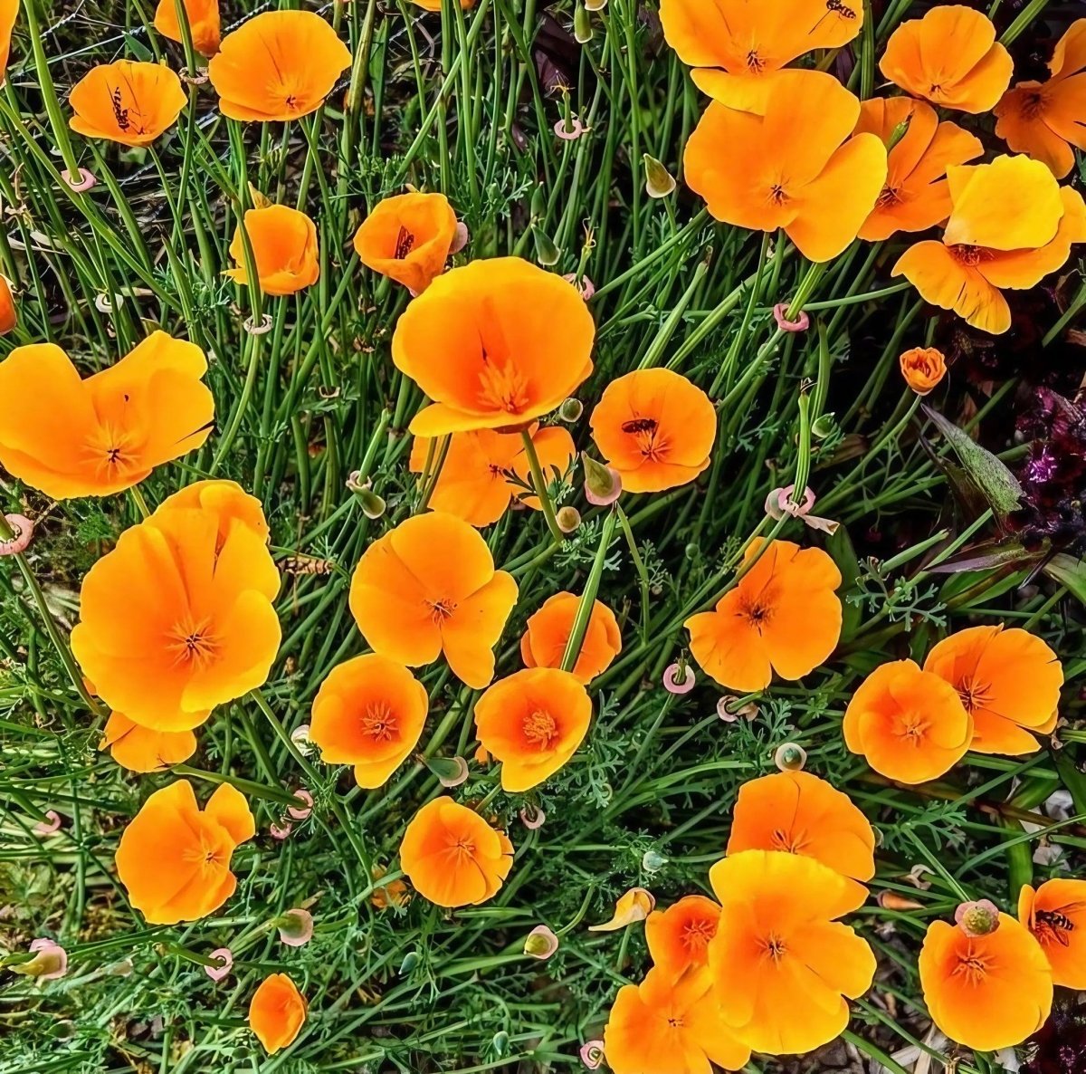 Poppy Californian Golden West Seeds - Dandys Landscape Supplies