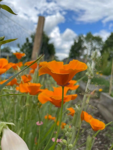 Poppy Californian Golden West Seeds - Dandys Landscape Supplies