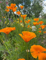 Poppy Californian Golden West Seeds - Dandys Landscape Supplies