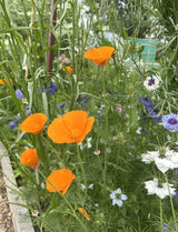 Poppy Californian Golden West Seeds - Dandys Landscape Supplies