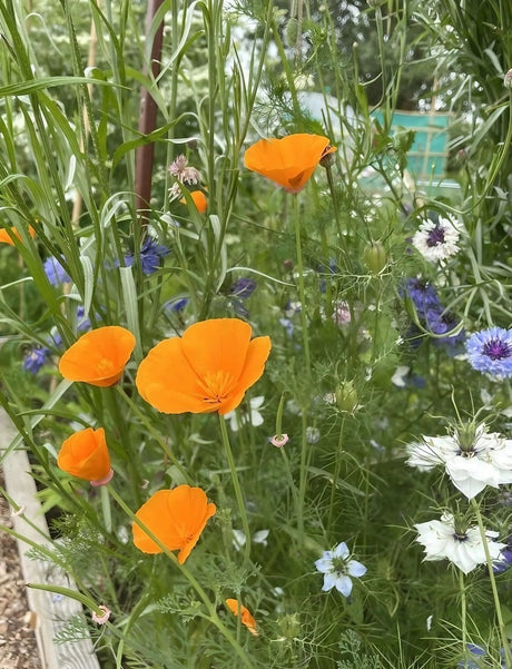 Poppy Californian Golden West Seeds - Dandys Landscape Supplies