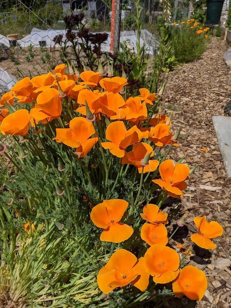 Poppy Californian Golden West Seeds - Dandys Landscape Supplies