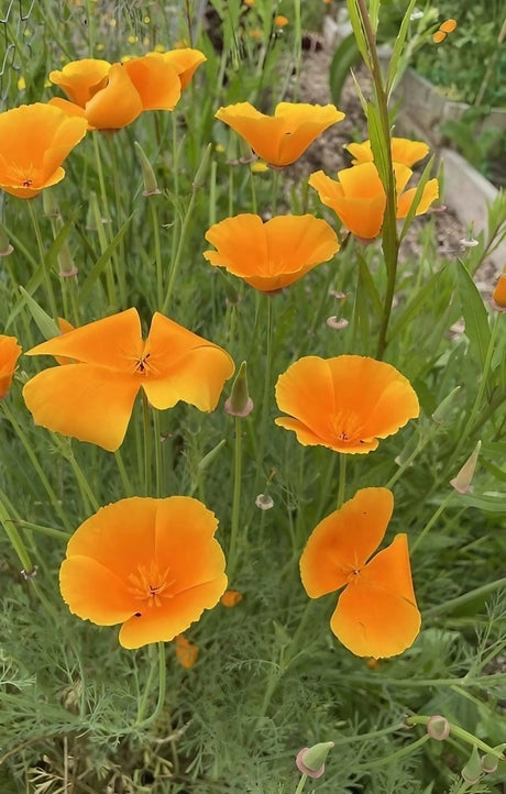 Poppy Californian Golden West Seeds - Dandys Landscape Supplies