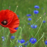 Poppy Flanders Red - Dandys Landscape Supplies