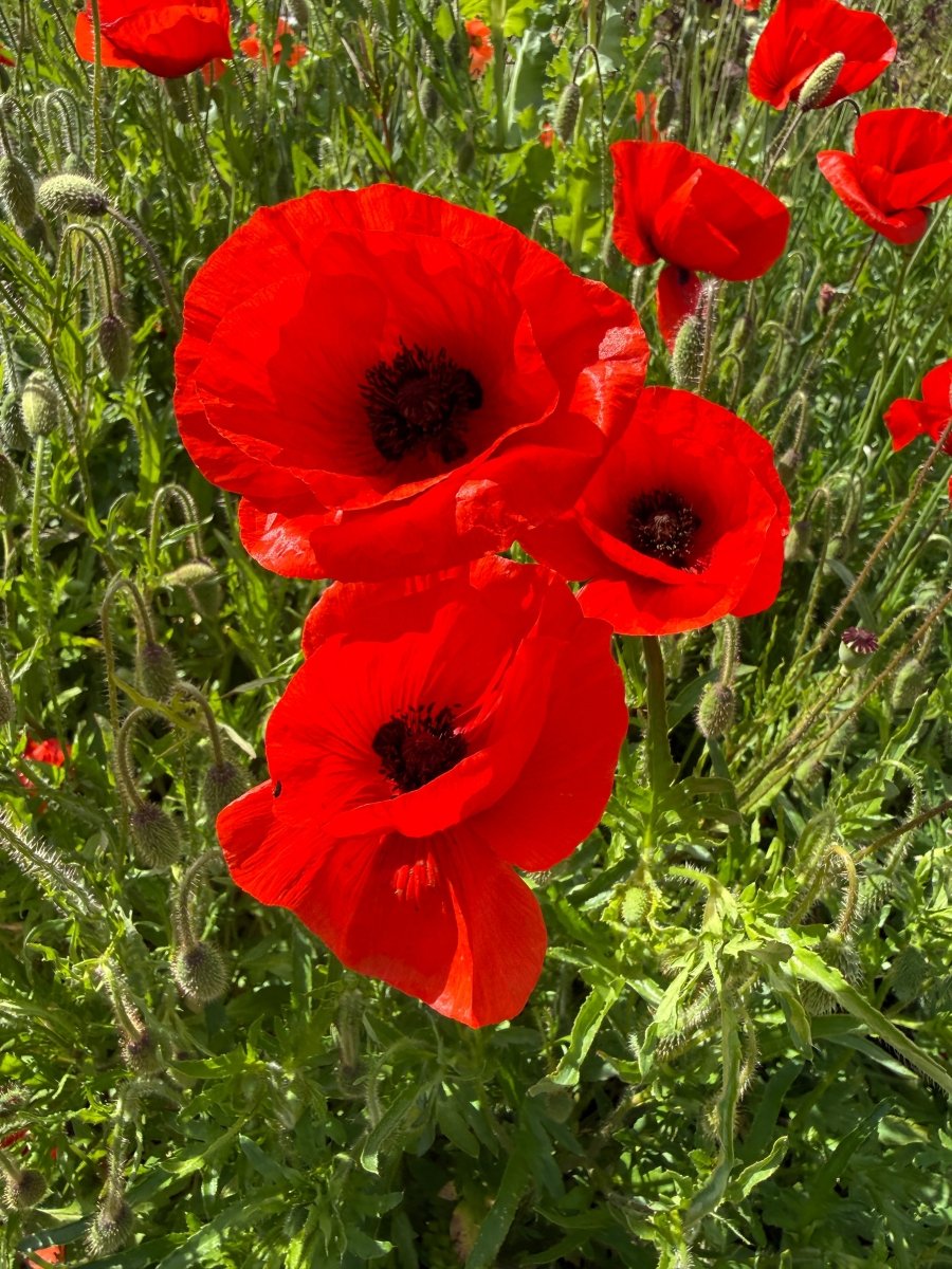 Poppy Flanders Red - Dandys Landscape Supplies
