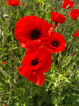 Poppy Flanders Red - Dandys Landscape Supplies