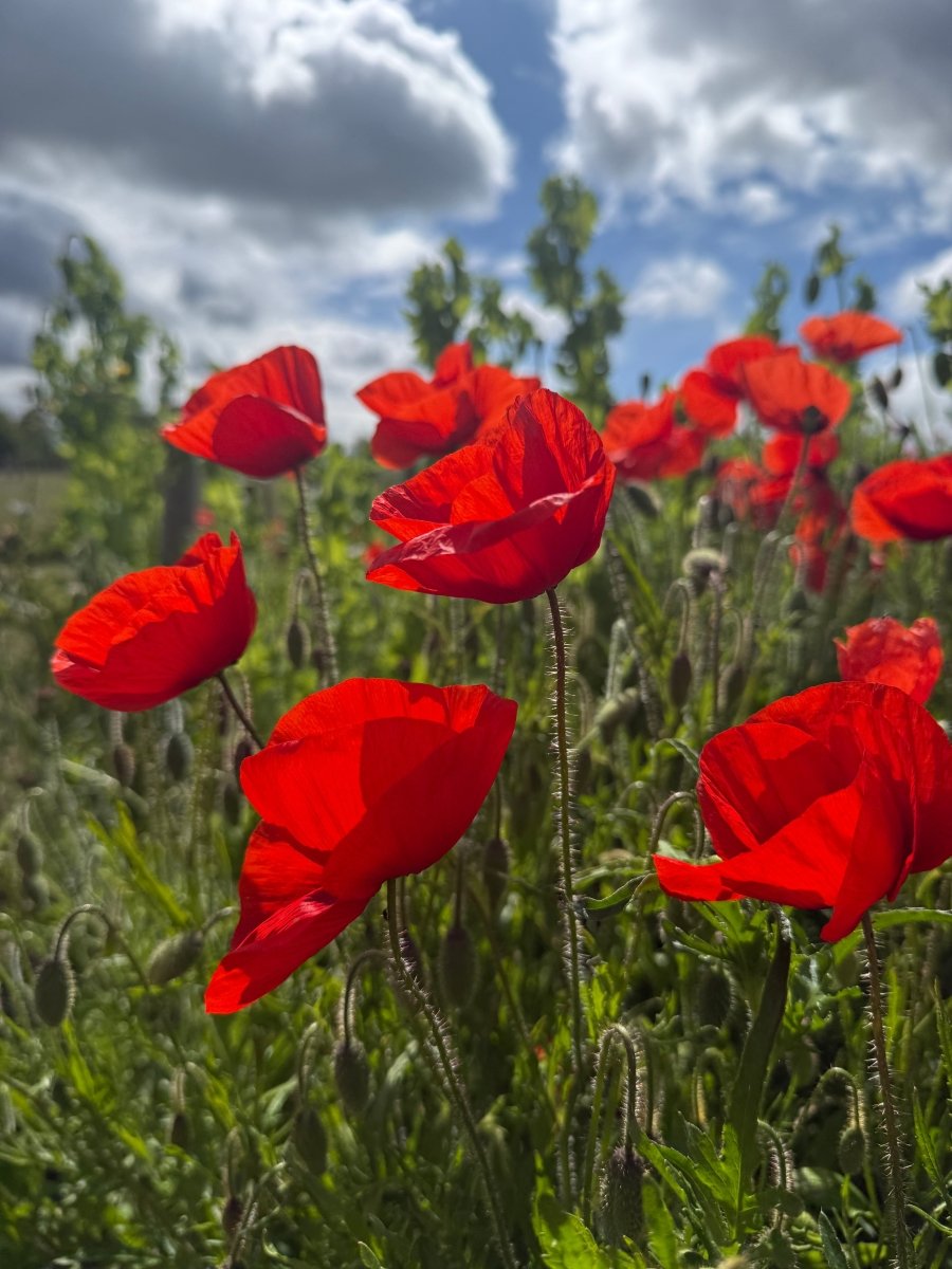 Poppy Flanders Red - Dandys Landscape Supplies