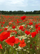 Poppy Flanders Red - Dandys Landscape Supplies