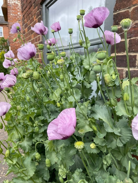 Poppy Hungarian Blue Seeds - Dandys Landscape Supplies