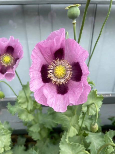 Poppy Hungarian Blue Seeds - Dandys Landscape Supplies