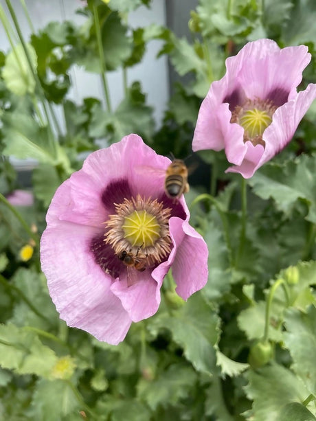 Poppy Hungarian Blue Seeds - Dandys Landscape Supplies