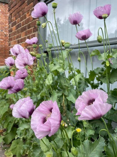 Poppy Hungarian Blue Seeds - Dandys Landscape Supplies