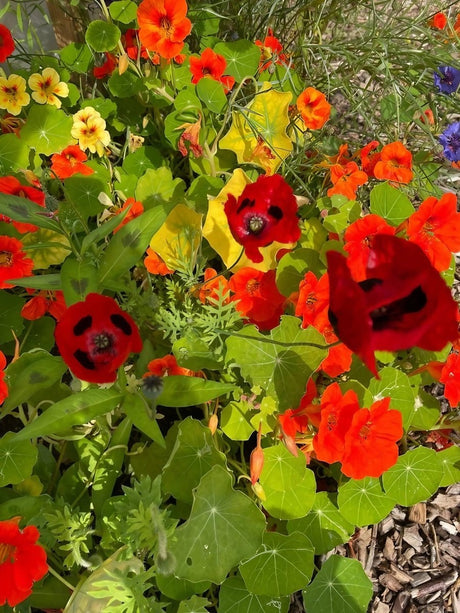 Poppy Ladybird Seeds - Dandys Landscape Supplies