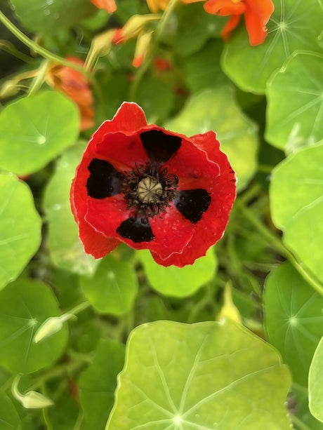 Poppy Ladybird Seeds - Dandys Landscape Supplies