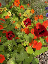 Poppy Ladybird Seeds - Dandys Landscape Supplies