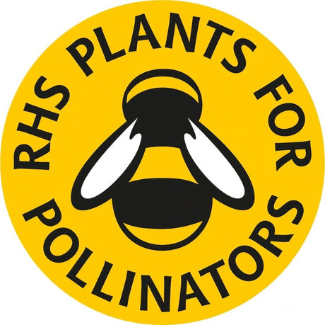 Poppy Ladybird Seeds - Dandys Landscape Supplies