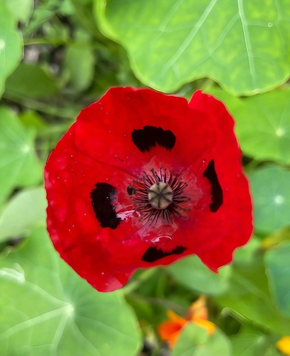 Poppy Ladybird Seeds - Dandys Landscape Supplies
