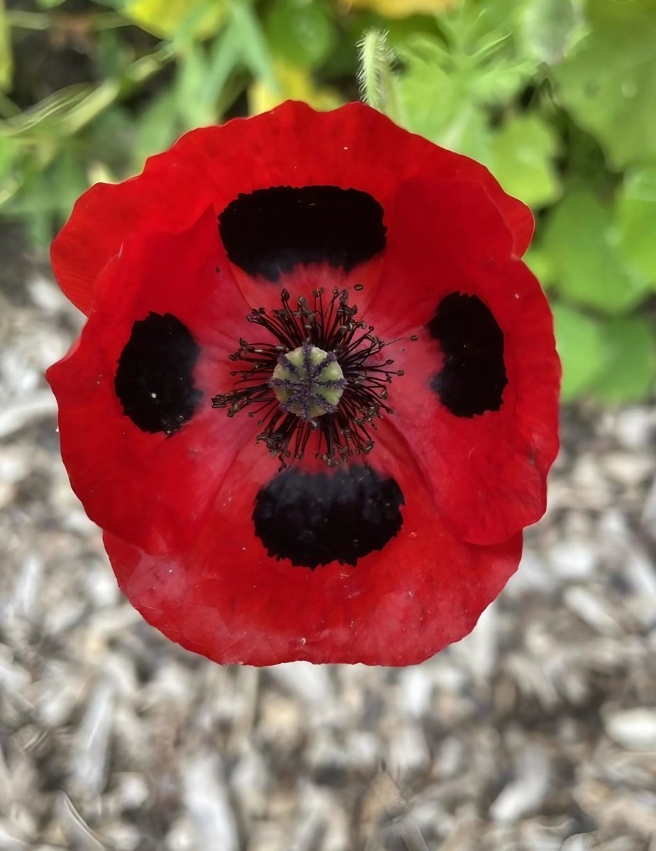 Poppy Ladybird Seeds - Dandys Landscape Supplies